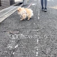 お散歩では歩けなかった