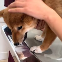 落ち着いてきたつくねちゃん