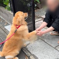 お手を披露する大型犬