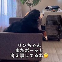 ぼーっと寛ぐリンちゃん