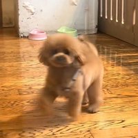 飼い主さんのもとへダッシュ♪