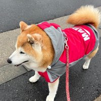お散歩が終わっても…