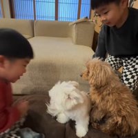 双子ちゃんに絡まれたら…
