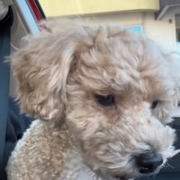 唇を震わせる犬