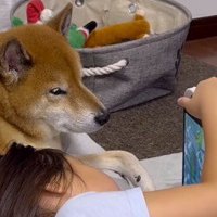 ゲームをする女の子の隣でジッとしている犬