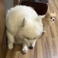 そっと動き出す犬