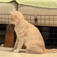 見つめる猫ちゃん