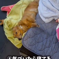 飼い主のベッドにお腹をつける犬