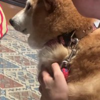 「今はやめとく…」