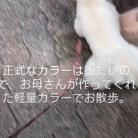 お散歩中のワンコが首に付けているのは…？