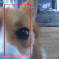 お留守番中のポムちゃん4