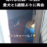 玄関前に現れる犬