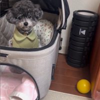 ハウスを失敗するさくらちゃん7