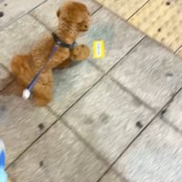 散歩中のうーろんくん