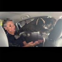 バランスを崩す犬1