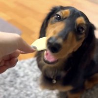 リンゴを食べる犬
