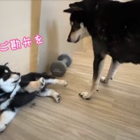 仰向けに転ぶ子犬
