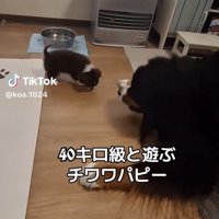 伏せをする大型犬と寄っていく子犬