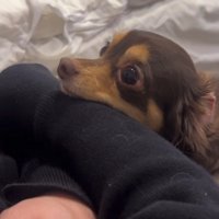 目がうるうるな犬