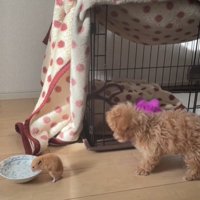 水を飲むハムスターと驚く犬