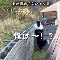 飼い主に訴える中型犬