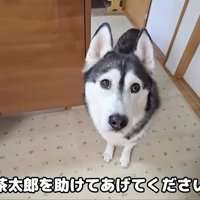 「助けてあげて」とお目目でアピール
