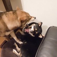 なんだかんだ仲良し♪