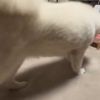 飼い主家族に褒められている秋田犬