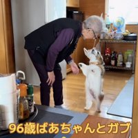 二足歩行で歩く犬