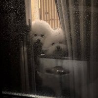 ぴったり並ぶ2匹の犬