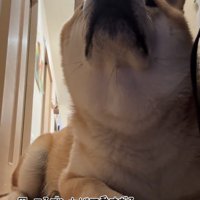 見上げる犬