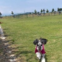 女性のところへ辿り着いた犬