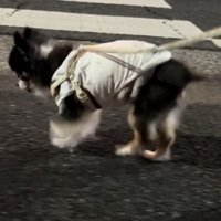 横断歩道を渡る犬