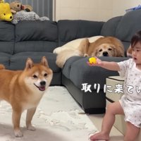 おもちゃを取り合って遊ぶ