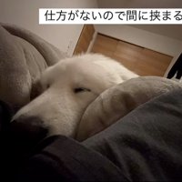 間に挟まって寝る犬