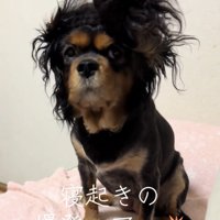 真正面を見つめる犬の爆発ヘアー