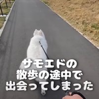 散歩中のサモエド