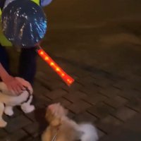 警備員の足元に集まる2匹の犬