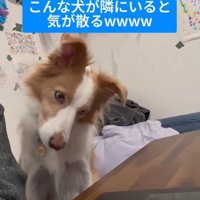 勉強中に隣にきたラスカルくん