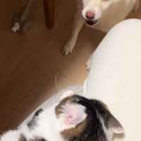 福丸くんと朔ちゃん4