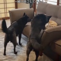 ツムギちゃんと娘さん3