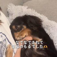 飼い主の友人を上目遣いで見つめる小型犬