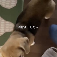 人のそばに来た犬