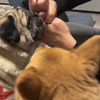 親指マジックをしようとするパパをみる犬達