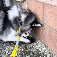 ナラちゃんの行動3