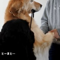 ルーク君をお散歩に誘った時の態度6