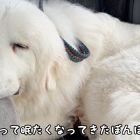 チャイルドシートにあごを乗せて眠る犬