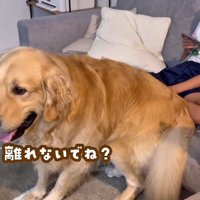 「なでなでしてね」