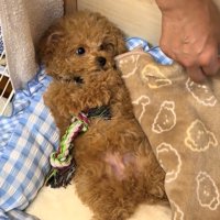 布団をめくられる犬