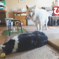 ラッキーちゃんを預かった時のBJ くん4